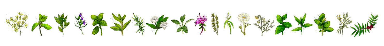 frise plante